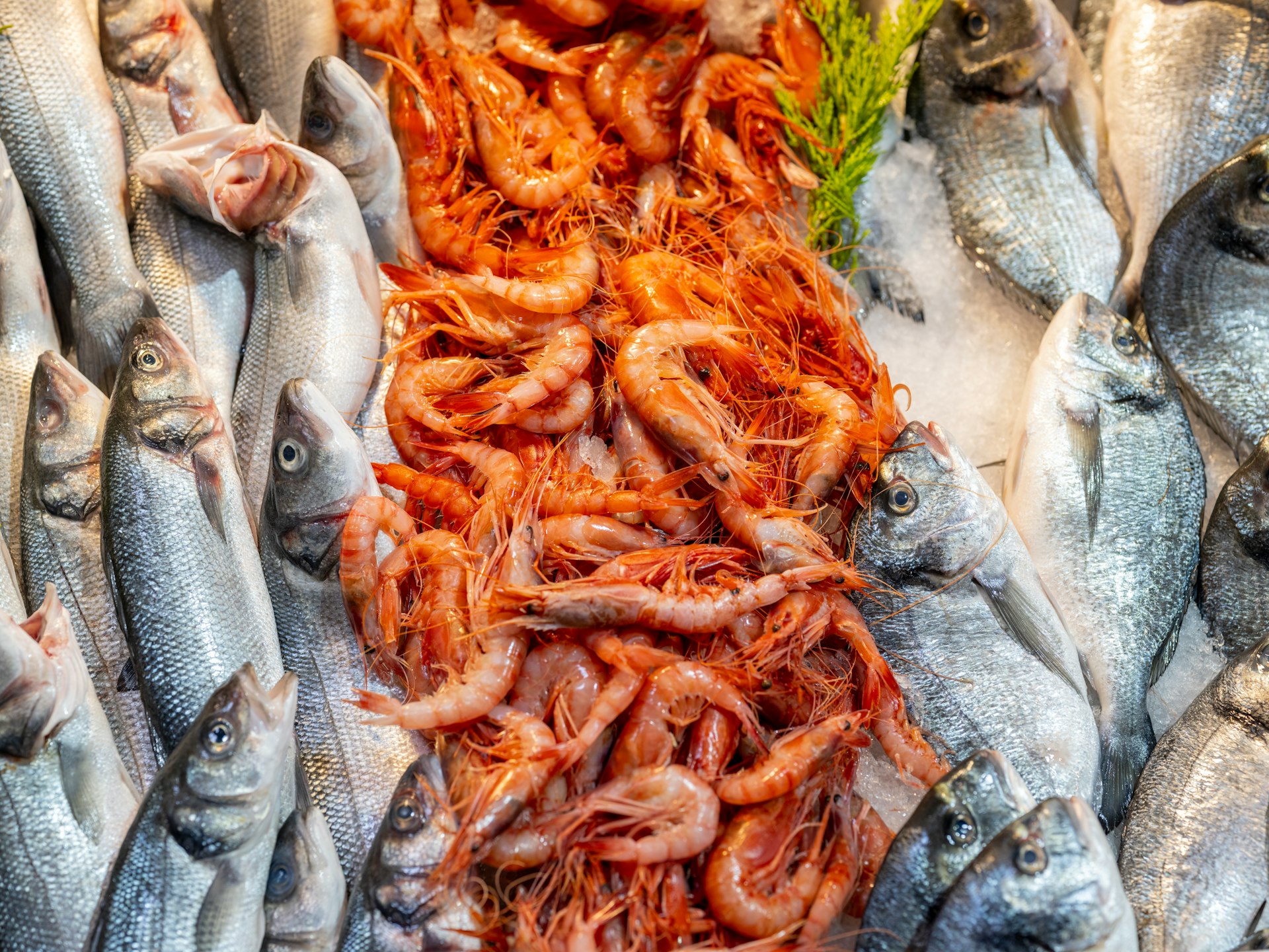 a bunch of fish that are on a table